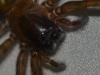 Amaurobius sp.